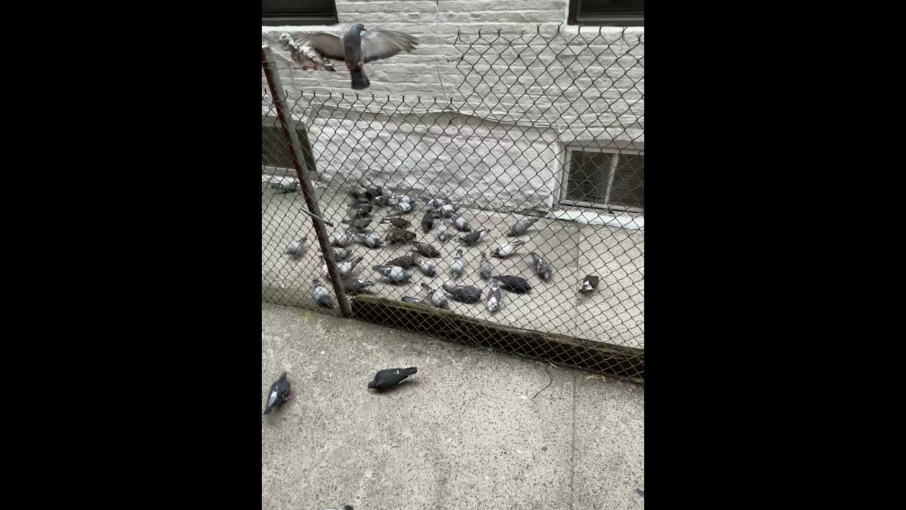 Hungry birds ,so loving them to feeds ❤️❤️