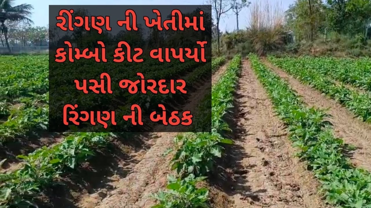 Combo kit||ringan ki kheti kaise karen||ringan ki kheti|| 