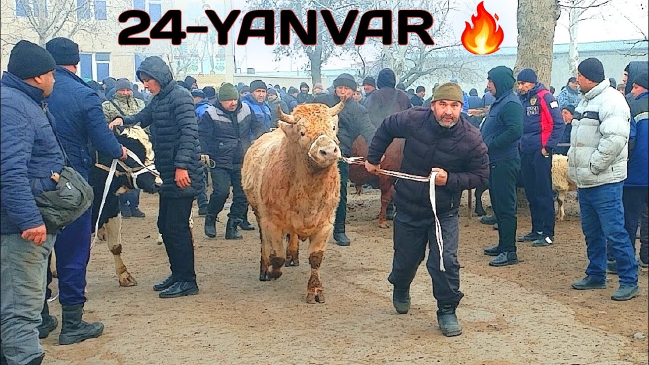 REAL SOTILGAN VA QAYTGAN NARXLARI UCHKO'PRIK CHORVA BOZORIDAN
