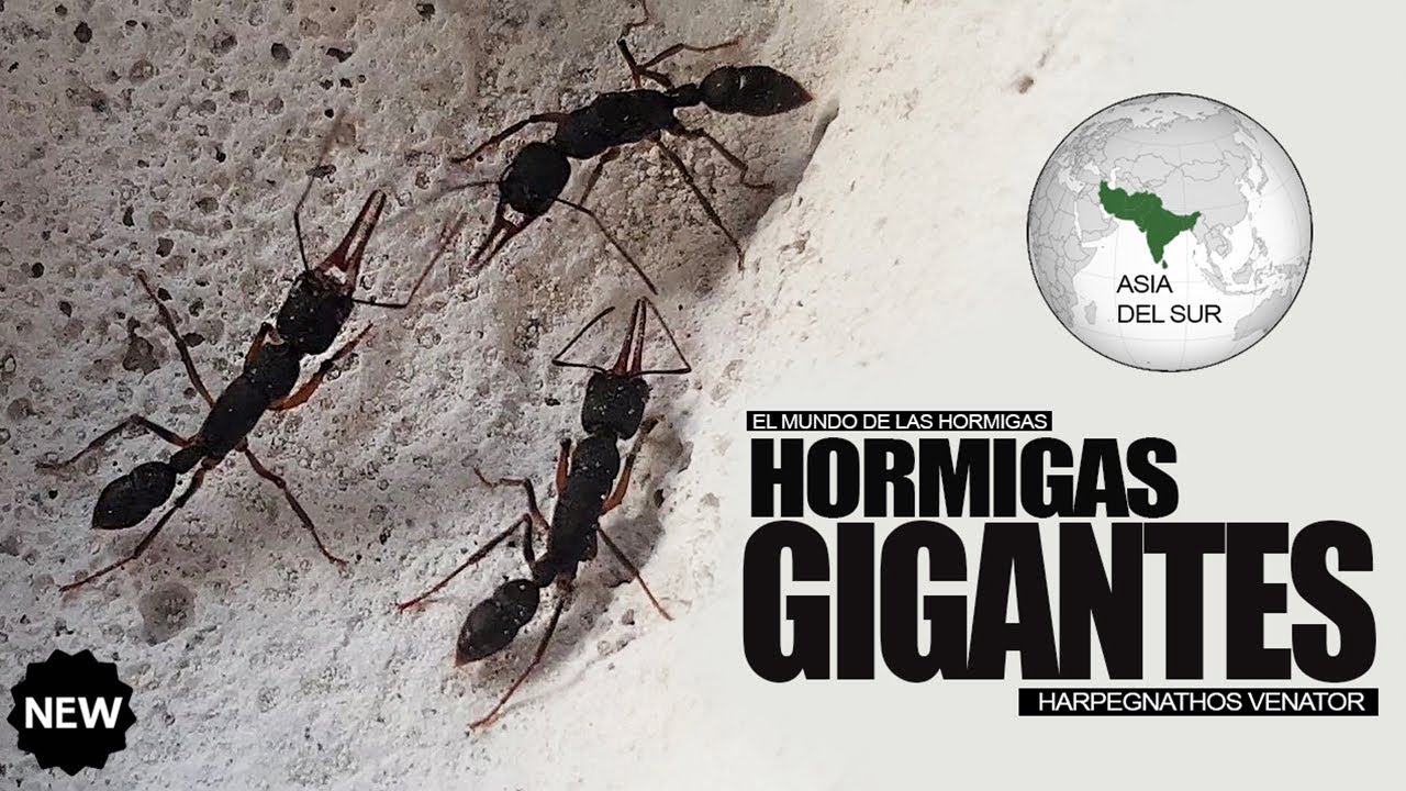 GIANT ANTS! - Новый раздел Муравьи мира