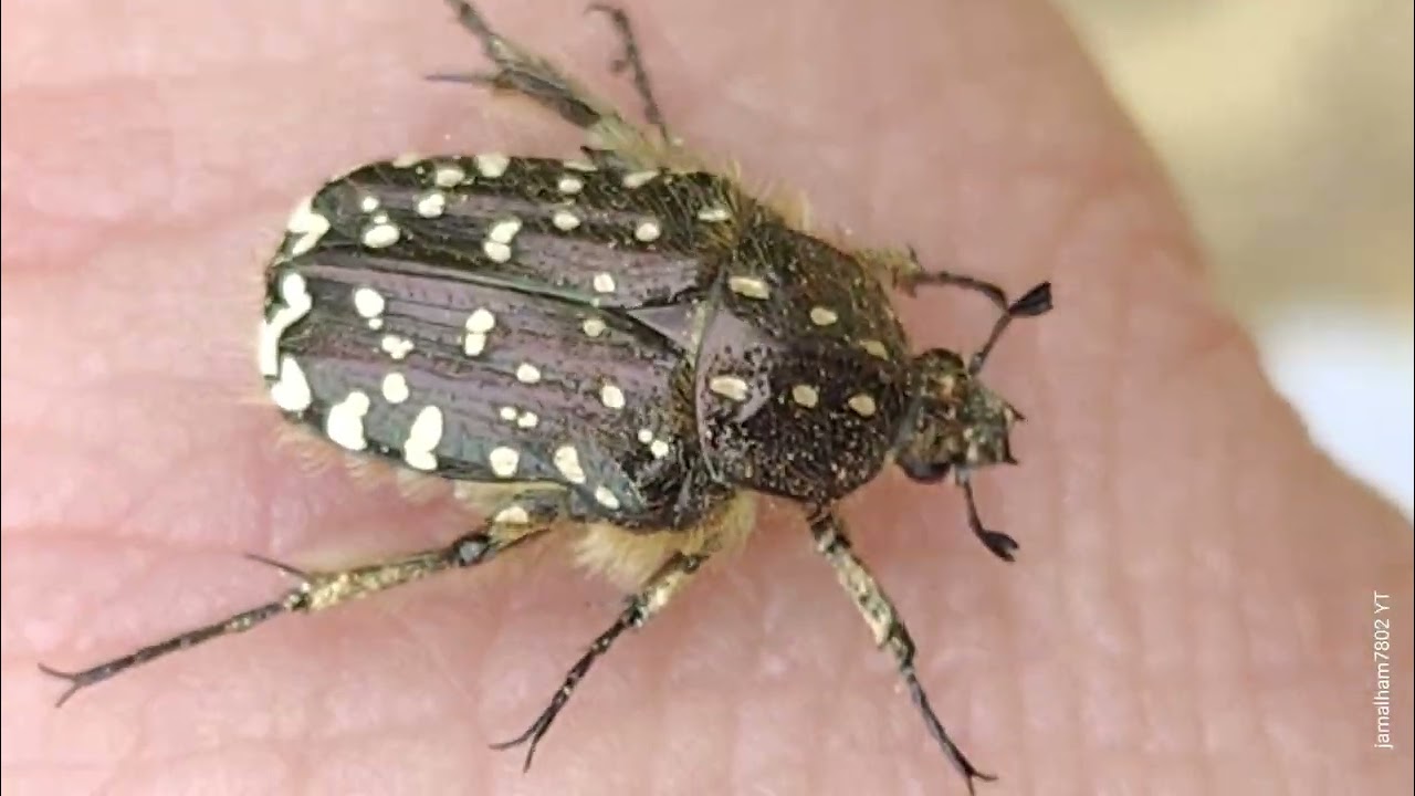 05 - Mediterranean Spotted Chafer, (Oxythyrea funesta), Cétoine funeste, خنفساء الورد الأبيض المرقط