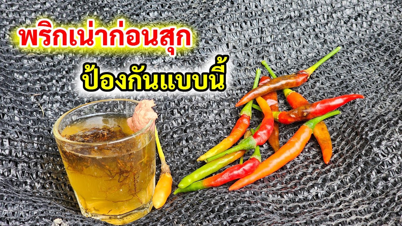 จบปัญหา‼️พริกร่วงก่อนสุก พริกเน่า แก้ปัญหาด้วยวิธีนี้ ได้ผลดีแน่นอน