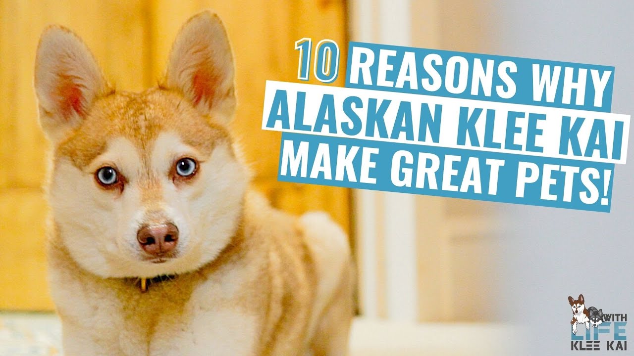 10 Reasons Why Alaskan Klee Kai Make Great Pets