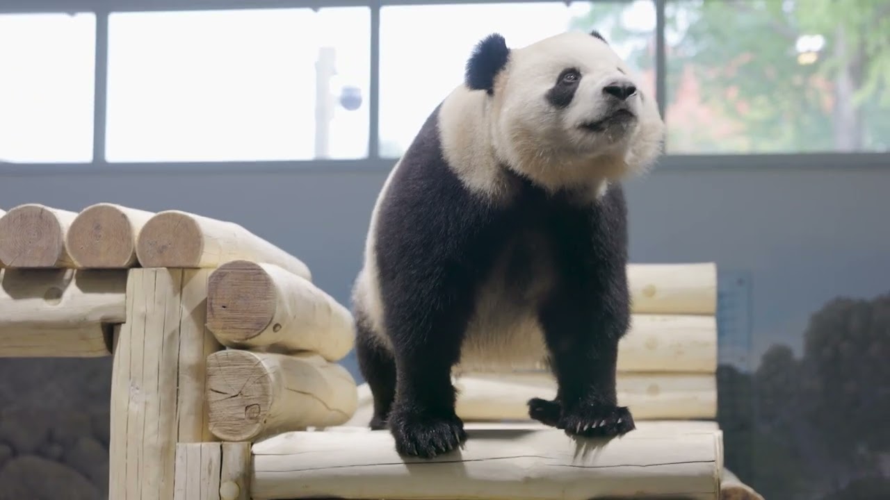 Welcome, Bao Li and Qing Bao!