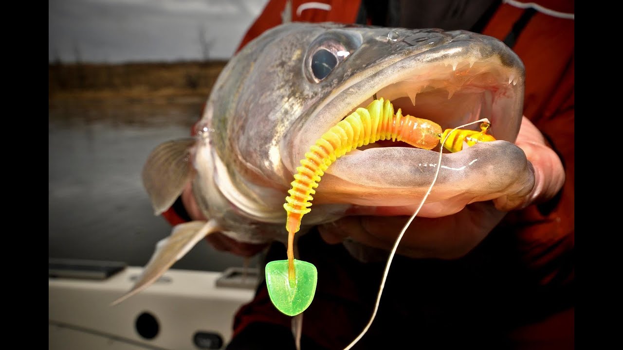 Catch Giant Rainy River Walleye on Plastics -- 