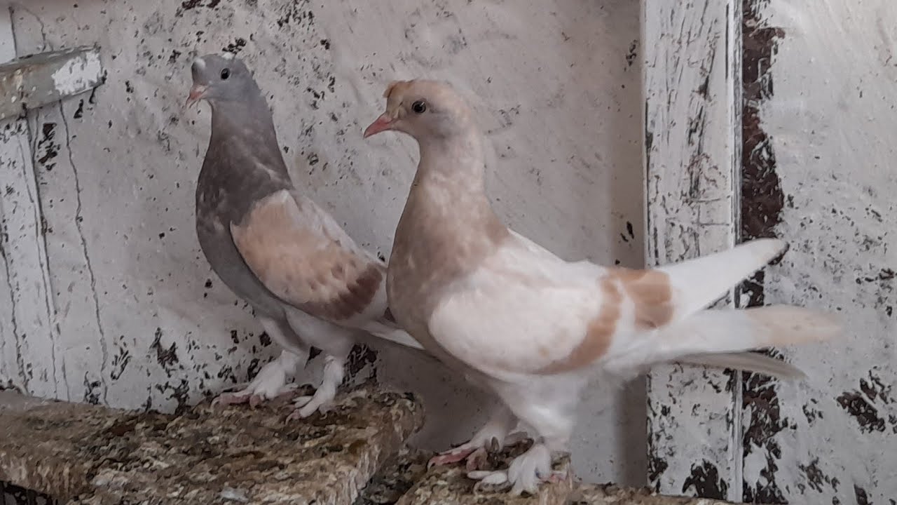 Canlı Güvercin Mezatı Oyun Kuşu Mezatı Yasin Durna