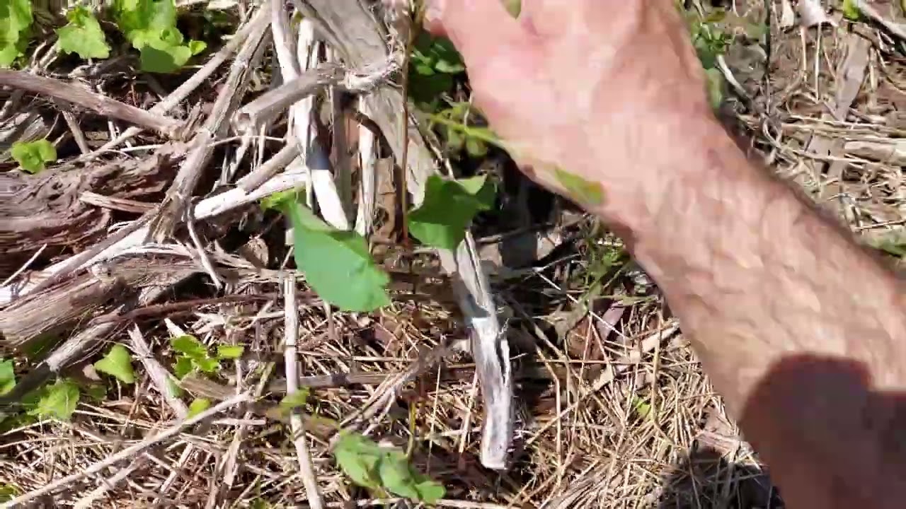 Deep hay mulching- more mulch please
