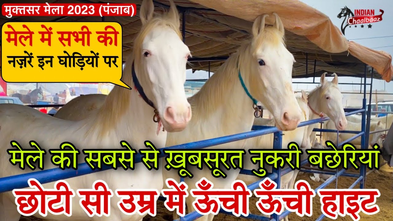 मेले में सभी की नज़रें इन नुकरी बछेरियों पर छोटी सी उम्र में हाइट है लाजवाब Muktsar Mela 2023 Punjab