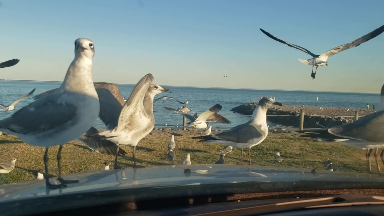 Feeding seagulls at the beach