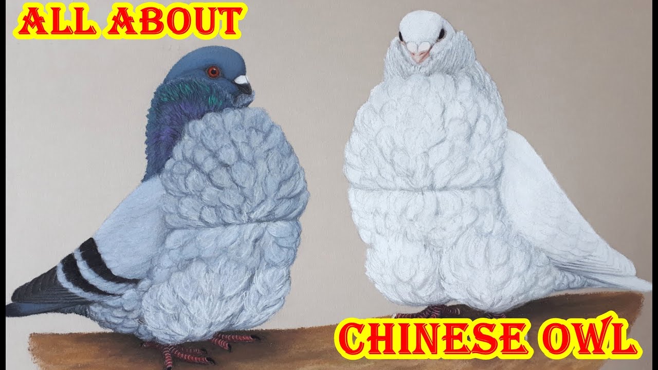Chinese Owl Pigeon Standard Information, Characteristics, Color, Uses & Appearance