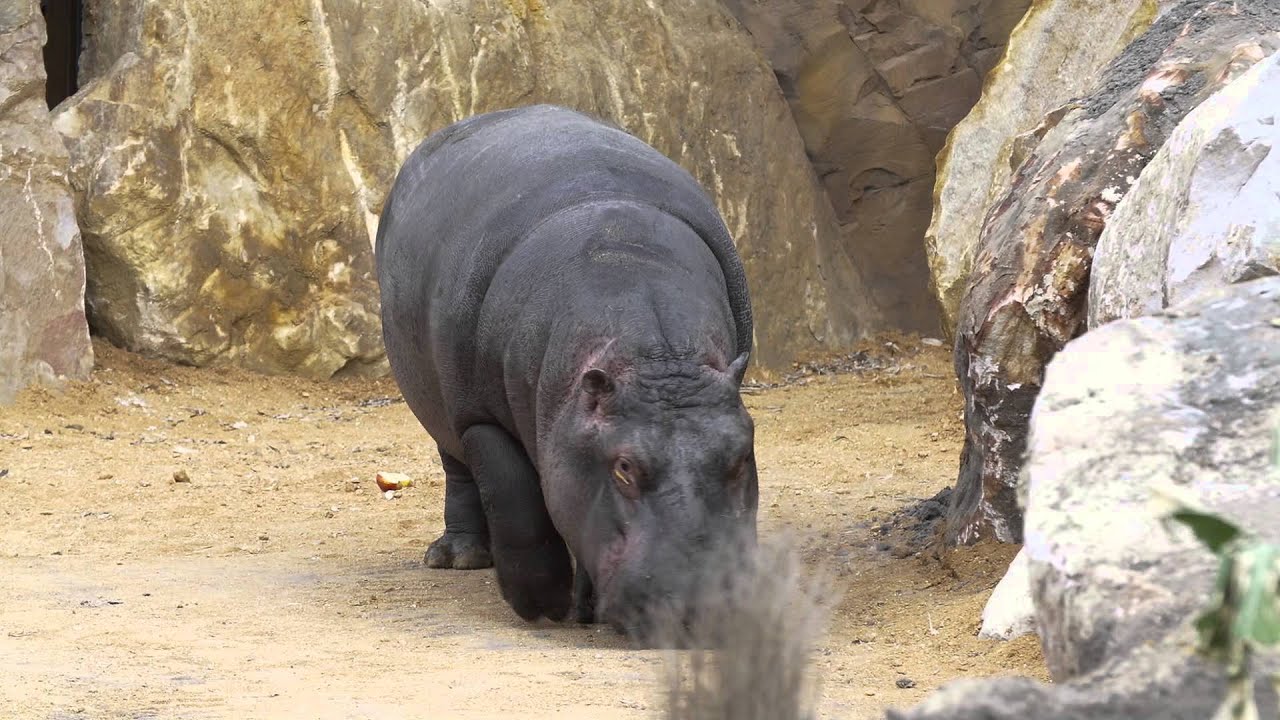 La Réserve des hippopotames : 1ère sortie des animaux !