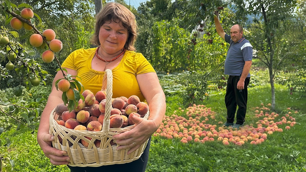 Peach Harvest and Homemade Peach Compote Recipe | Rustic Village Life