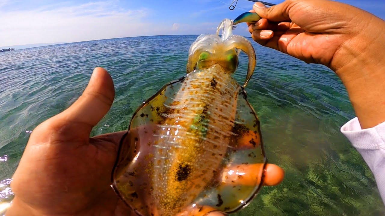 Beginilah Cara Mancing Cumi Cumi Sambil Ngoyor Dengan Umpan Egi Murah