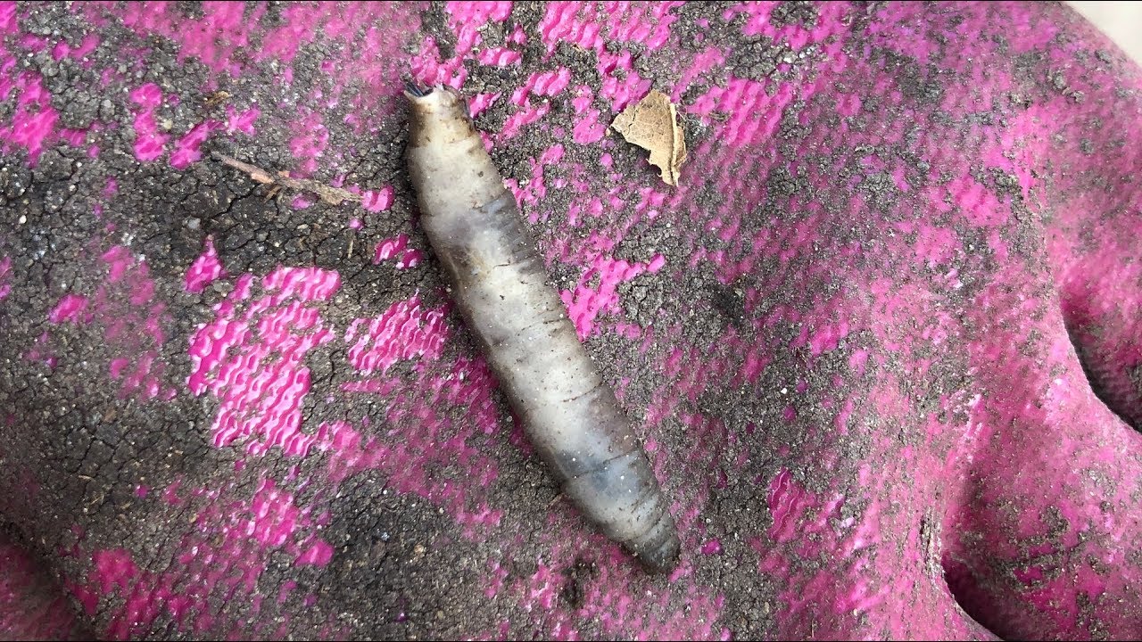Crane Fly Larva |Daphne Richards |Central Texas Gardener