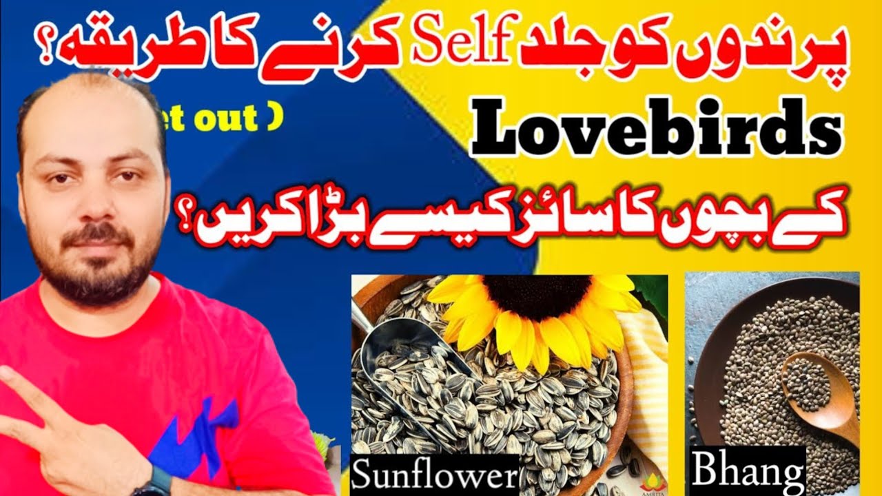 Lovebirds Secret Out ll پرندوں کے ll Welcome Aviary Official بچوں کا  سائز کیسے بڑا کریں