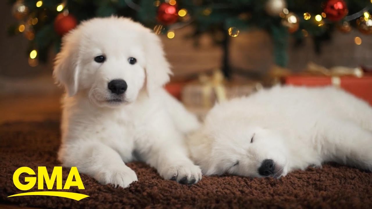 Urgent new alert ahead of the holidays on consumer puppy scams | GMA