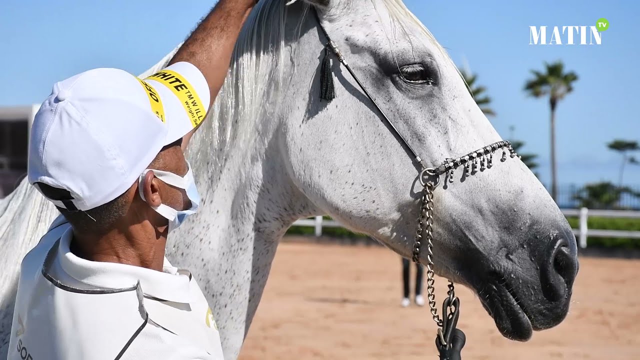 Clôture de la 4e édition du Meeting national des chevaux Barbes et Arabes-Barbes