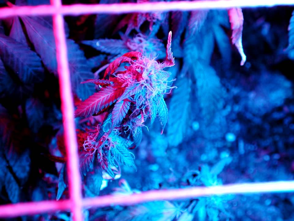 LED Grow Timelapse - Bud Closeup