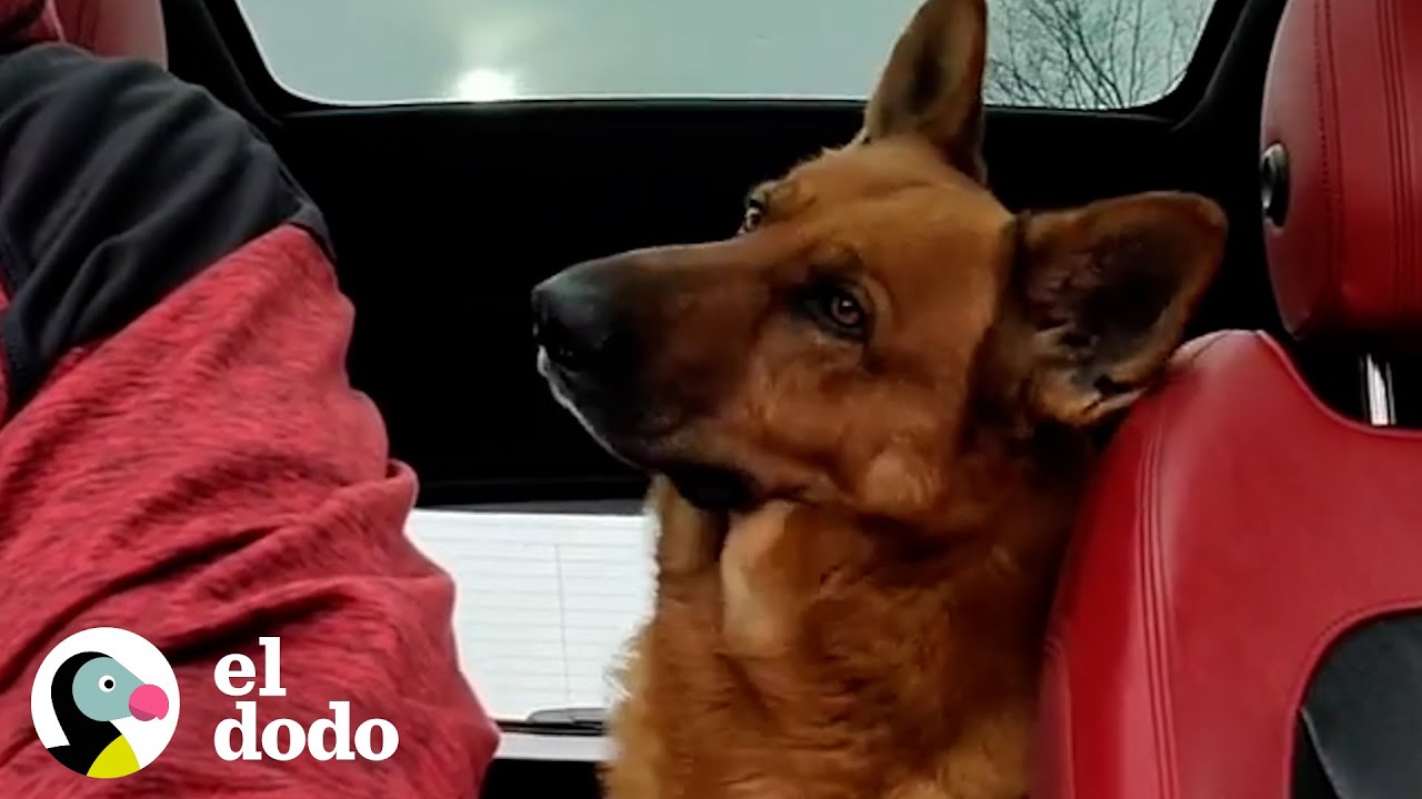 Pastor alemán es el hijo obediente que cada padre quiere | El Dodo