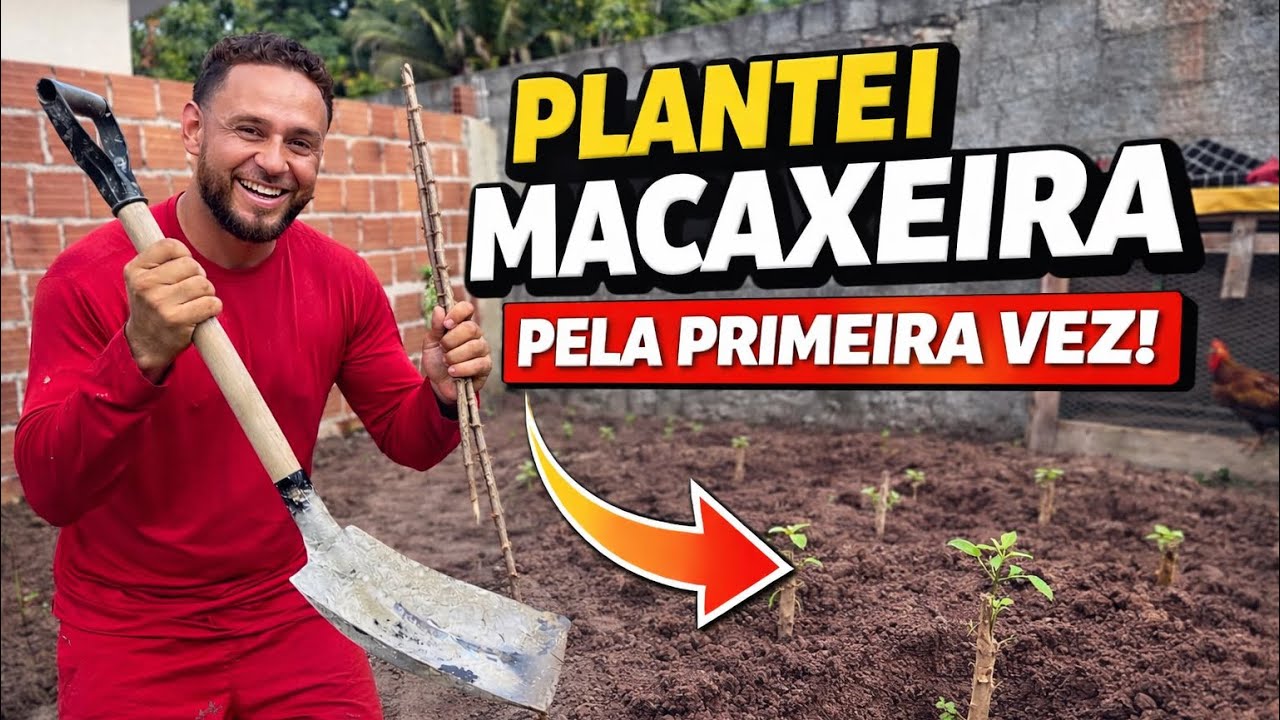 PLANTEI MACAXEIRA NO QUINTAL… VAI DAR CERTO? 😳🌱