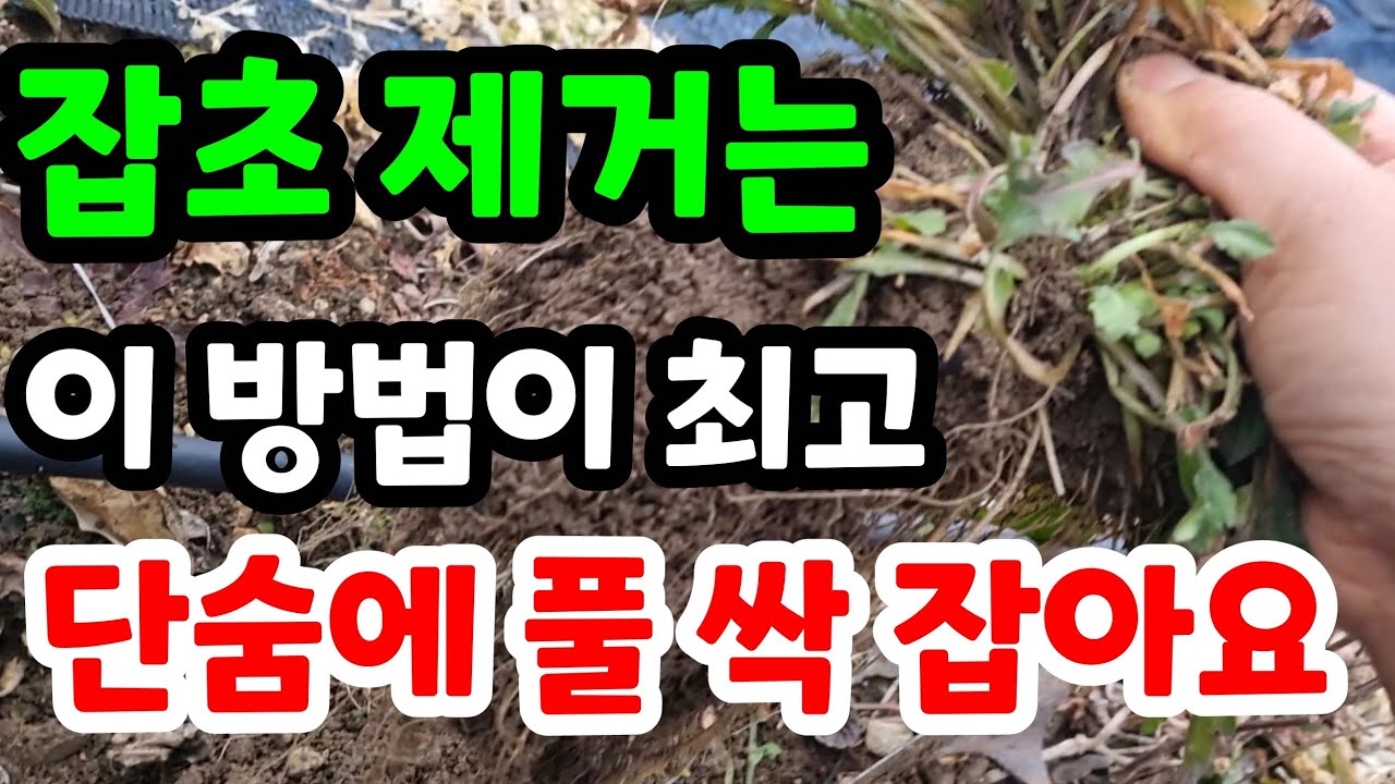 텃밭과정원 잡초제거 넓은 면적도 단숨에 풀 싹 잡아요 잡초제거기#잡초제거방법#잡초제거농기구#잡초제거기계#잡초제거제#잡초제거도구#잡초제거농약#제초제#예초기#유기농텃밭#친환경#무농약