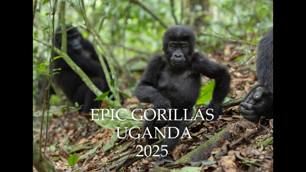 Amazing shoebills,gorillas and pangolins in Uganda 2025.