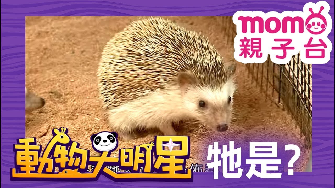 動物大明星 S2【刺蝟】第2季 第13集｜認識動物｜自然生態｜魚類｜爬蟲類｜昆蟲｜海洋生物｜哺乳類｜Animal big star｜兒童電視節目【親子台｜官方HD完整版】momokids