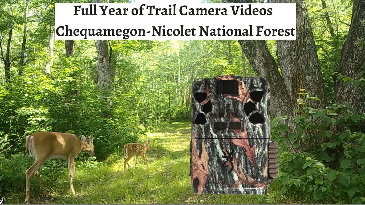 Trail Camera Pickup - The Majestic Nicolet National Forest (NE Wisconsin)