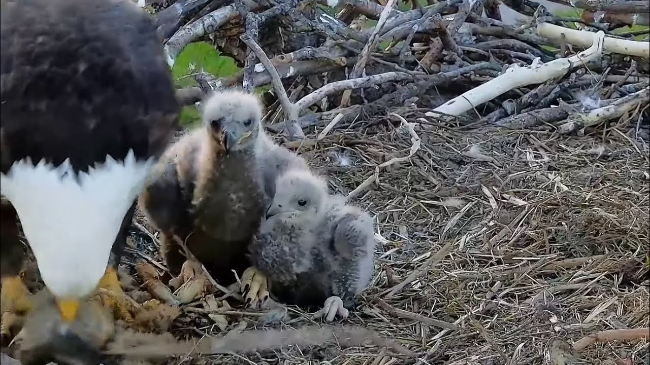 Trempealeau Eagles. Mom is home, let's eat dinner – 04-25-2024