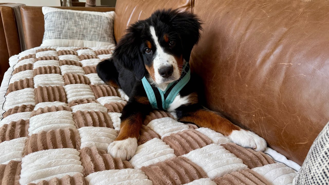 Gooby Comfort X One Dog Harness Review | Best Escape-Free, Choke-Free Harness for Small Dogs
