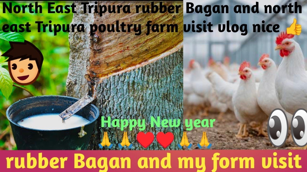 Rubber trees🌳cating and mi Full poultry farm visit|North East rubber Bagan|and poultry farm visit 🌳🐓
