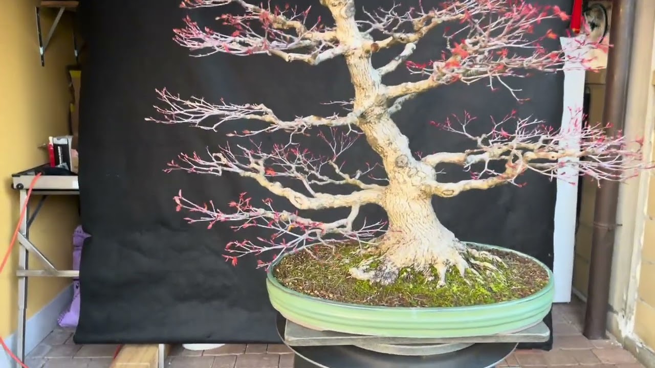 Acer palmatum