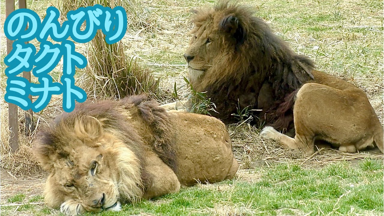 ライオン　タクトくんとミナミくん　のんびりくつろいでいます【伊豆アニマルキングダム】Lion Takuto-kun Manami-kun Izu Animal Kingdom 