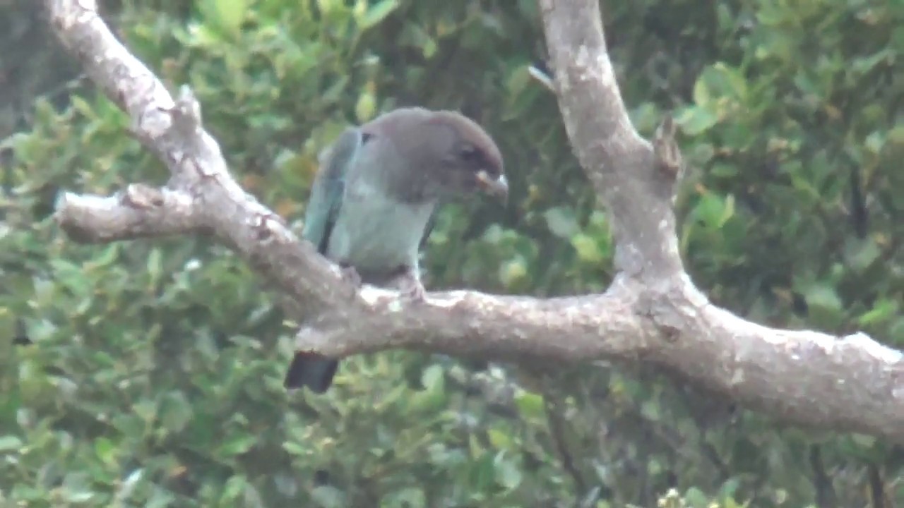 The Dollar Bird: ( Sometimes heard, seldom seen ) Rare Footage
