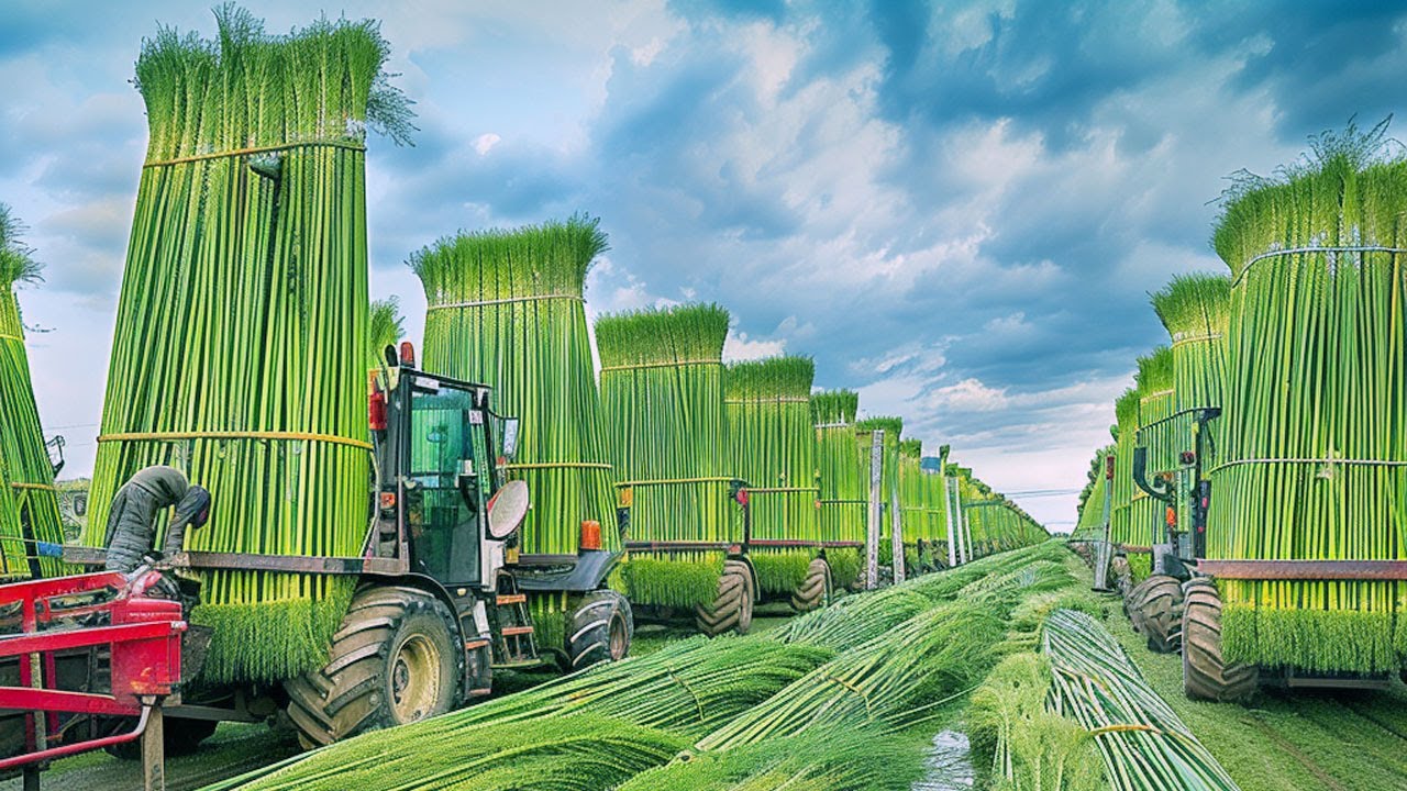 Manufacturing Rope from Sisal Agave Fibers - The Fiber Processing Journey at the Factory