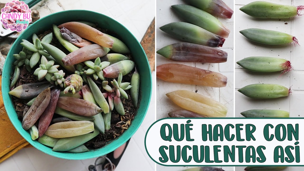 SUCULENTA CON EXCESO DE RIEGO: Cómo recuperar una suculenta podrida │Candy Bu