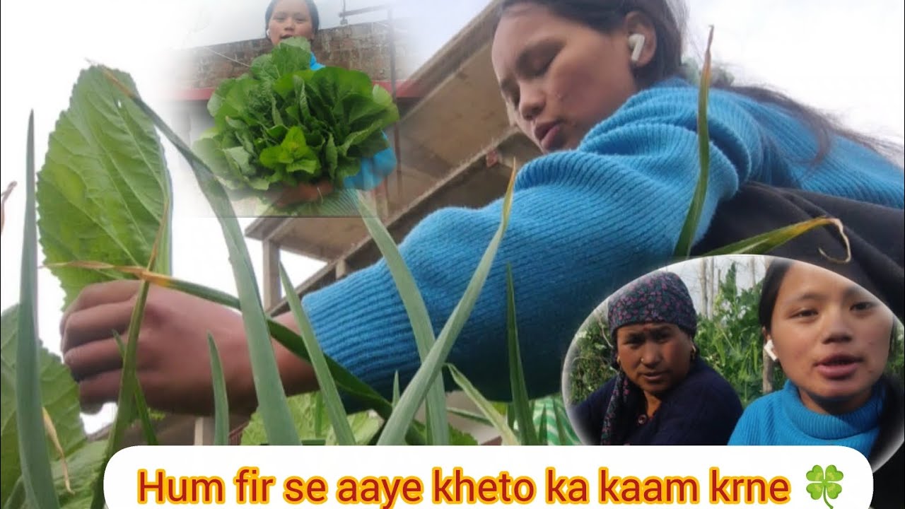  Aaj gaye hum khet matar me doriya bandhne or fir dhaniya saag todne 🍀 // vlog / Babita Magar vlogs 