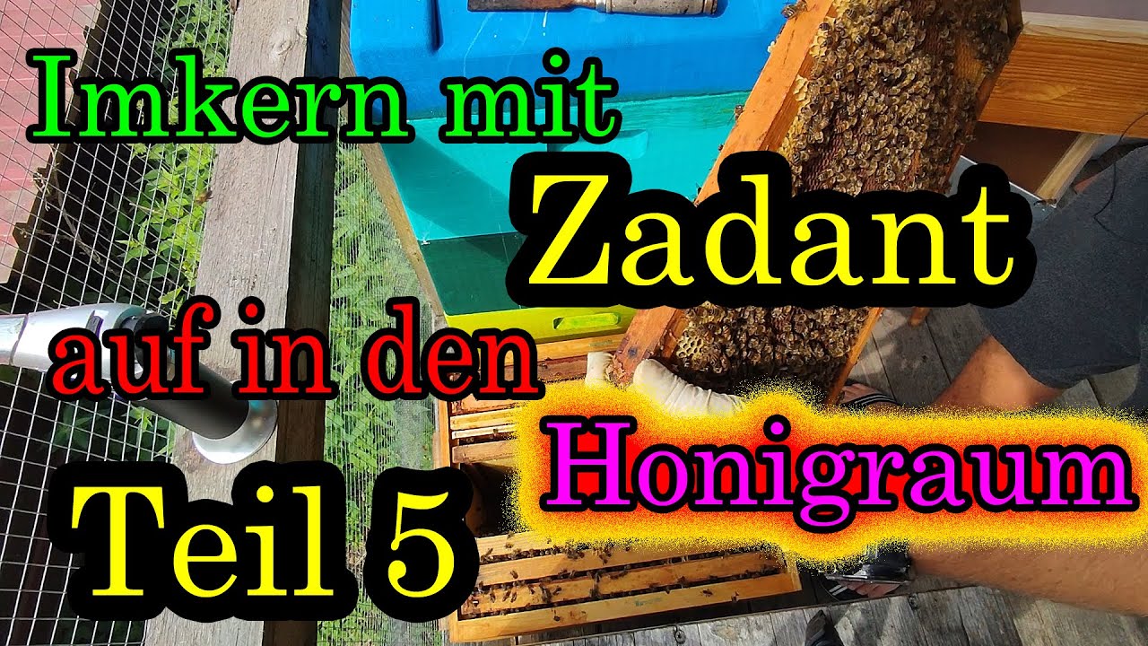 Bienen halten mit Zadant Teil 5 auf in den Honigraum