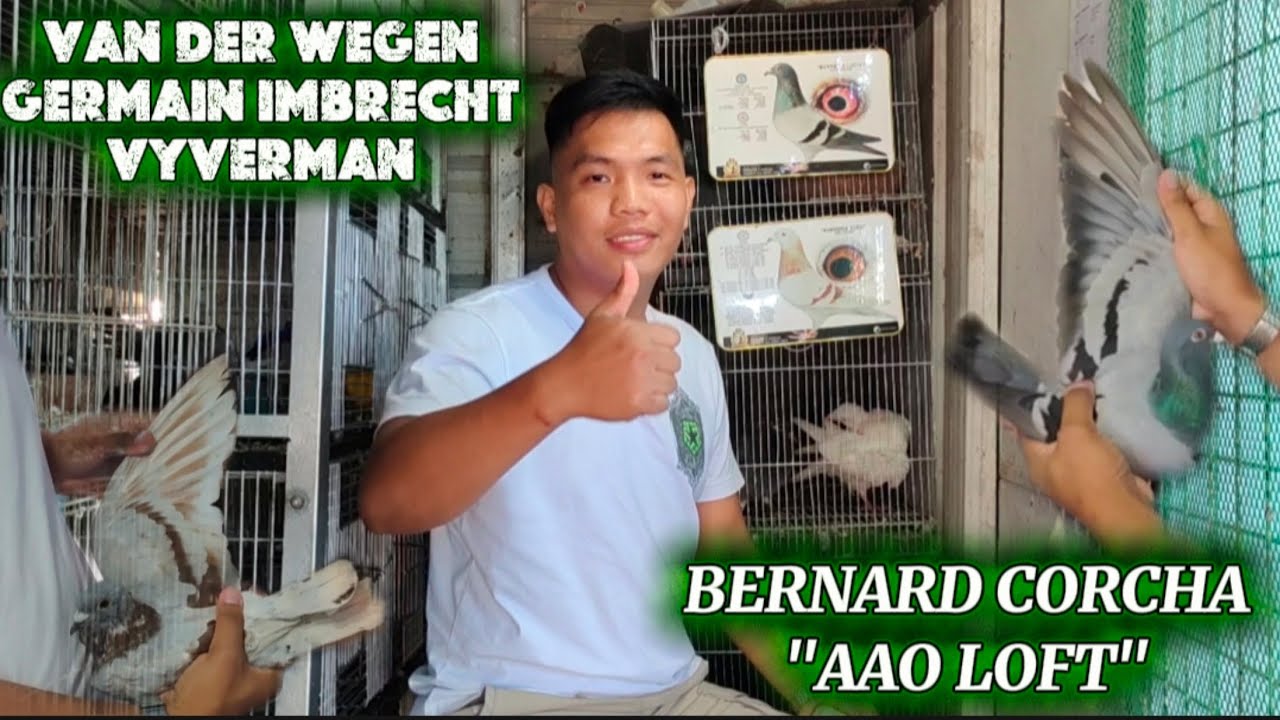 Kilatisin natin ang 2 Champion Birds at mga Solid na mga Breeders