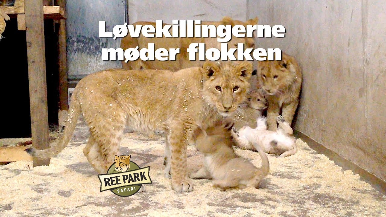 Løvekillingerne møder flokken