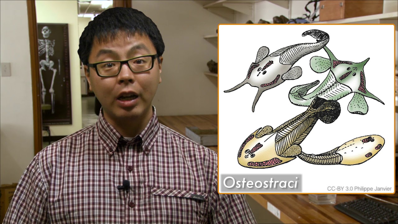 Dr Tetsuto Miyashita explains the early radiation of vertebrates and the development of jaws