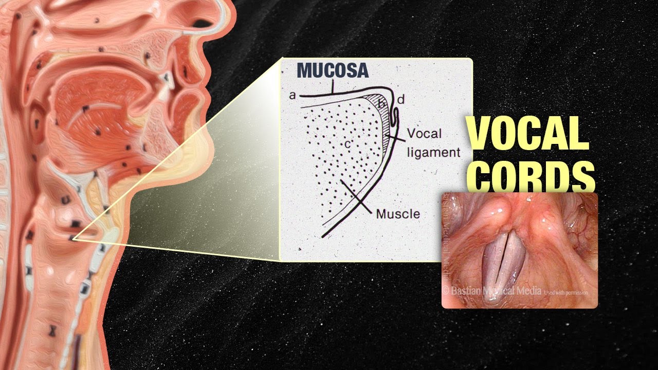 5 Symptoms of Vocal Cord Mucosal Injury