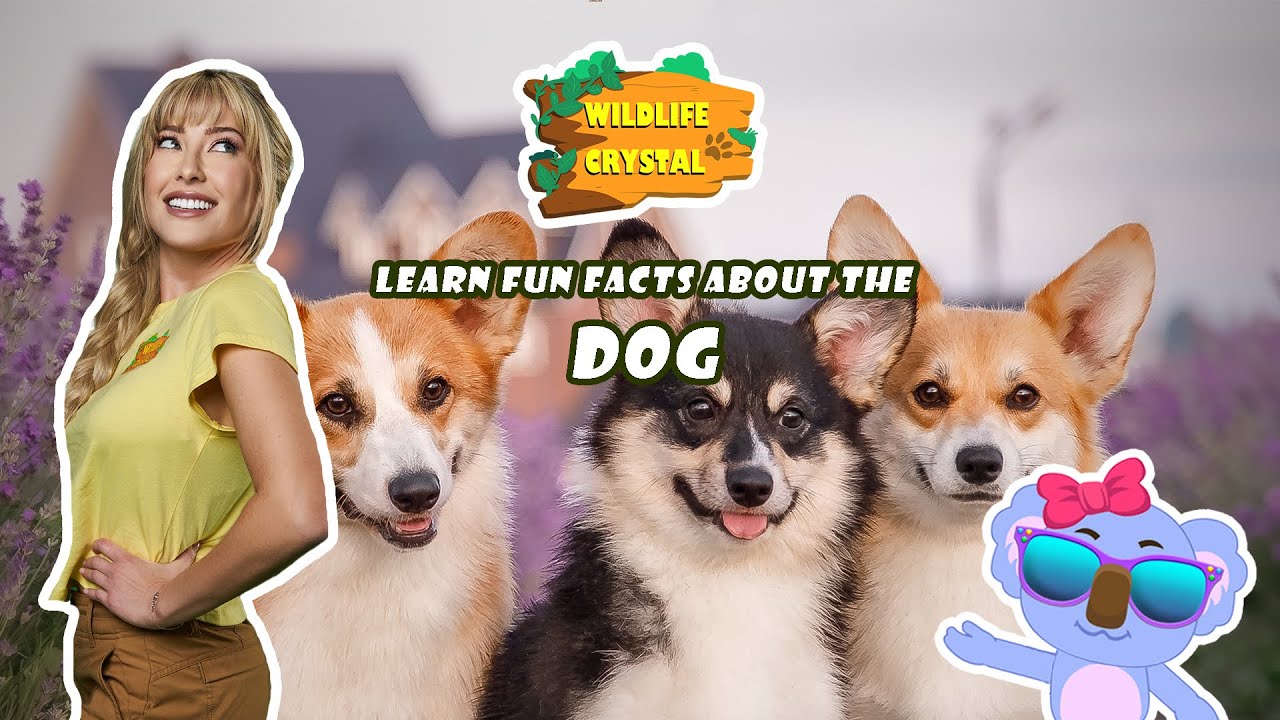 Dog Facts