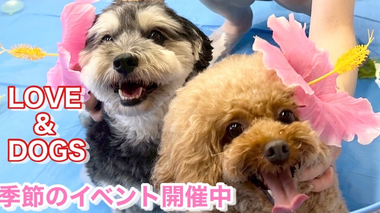 【室内プール＆BBQ】今年も開催しました！夏のラブサーはやっぱりこれですね☆