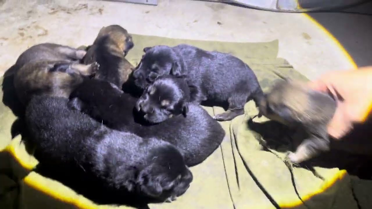 Checking Newborn Puppies’ Health on a Cold Night 🐶❄️