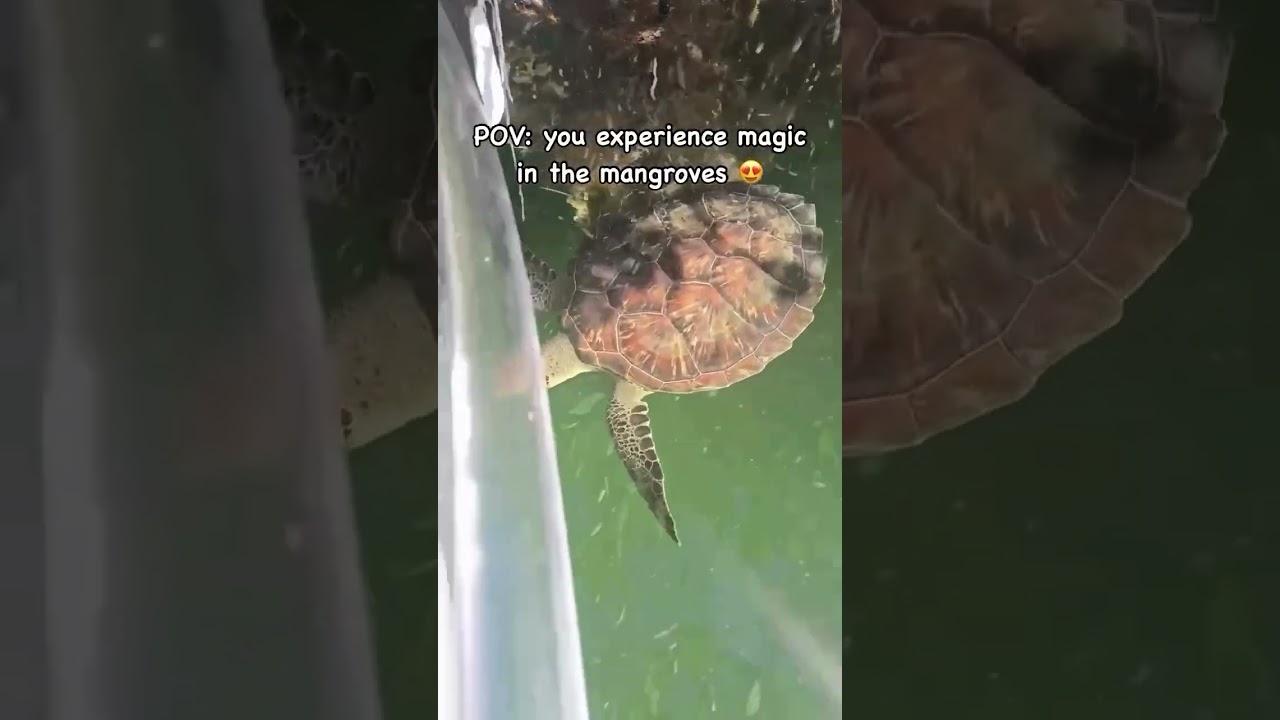 THIS is why we love the mangrove tunnels! 