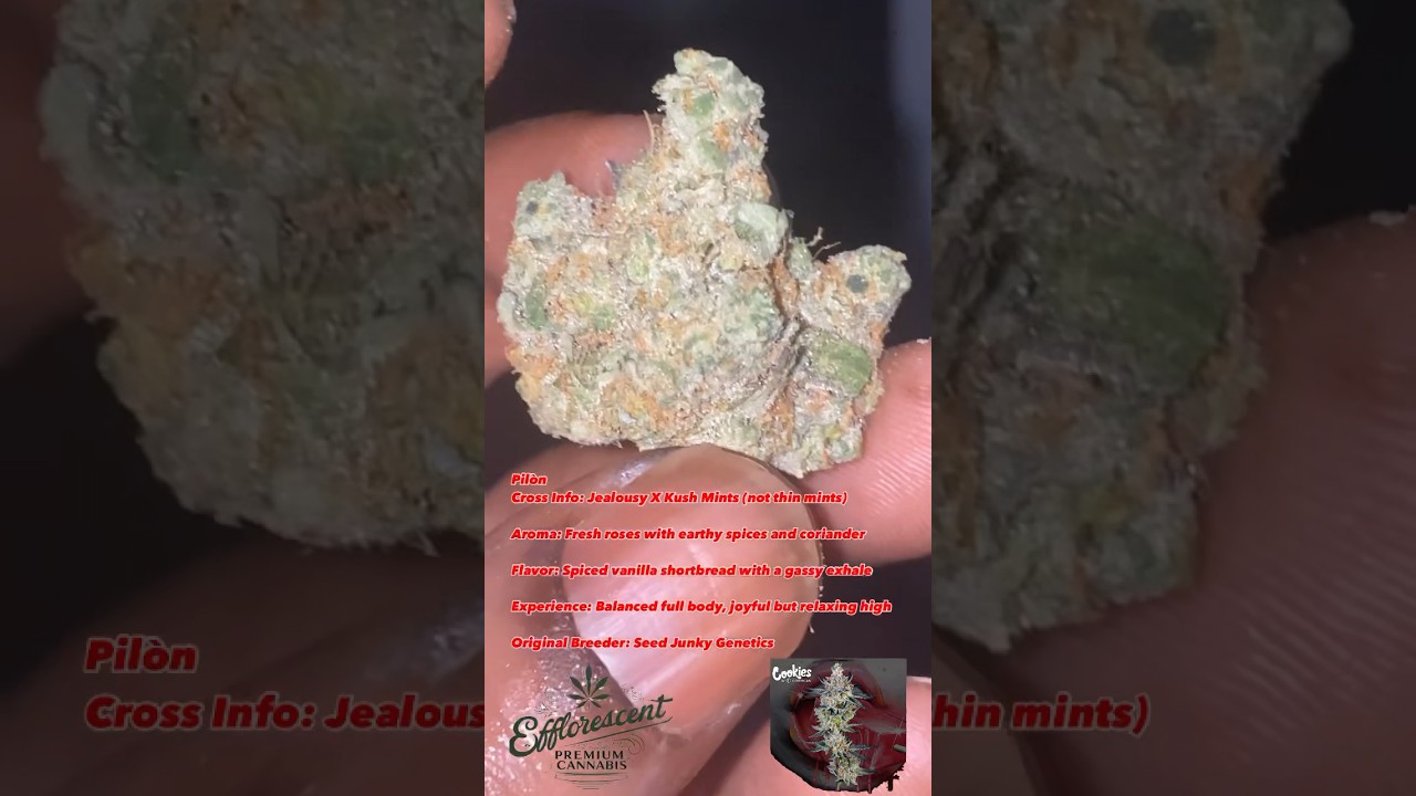 Pilōn by Cookies bred by Seed junky genetics crossed with jealousy x kush mints