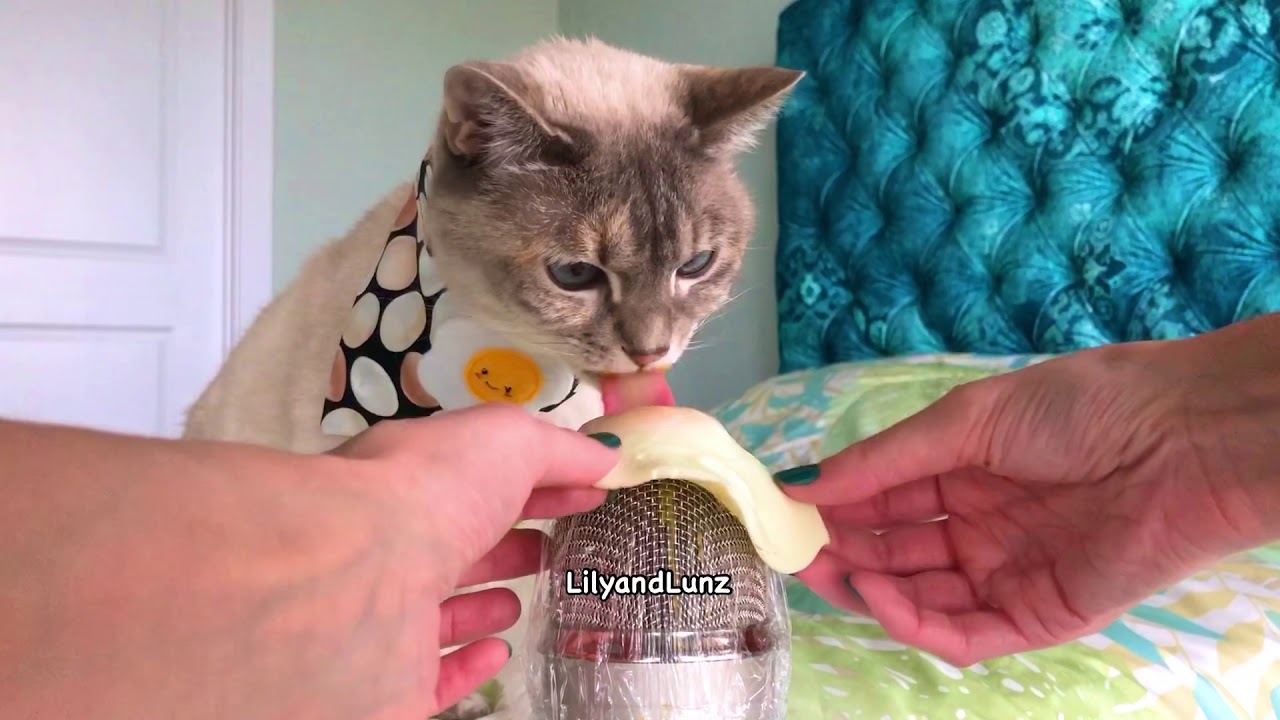 ASMR - CAT EATS EGG