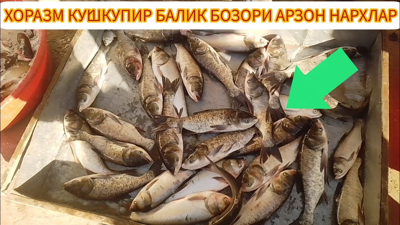 ХОРАЗМ КУ́ШКУПИР БАЛИК БОЗОРИ АРЗОН НАРХЛАРДА