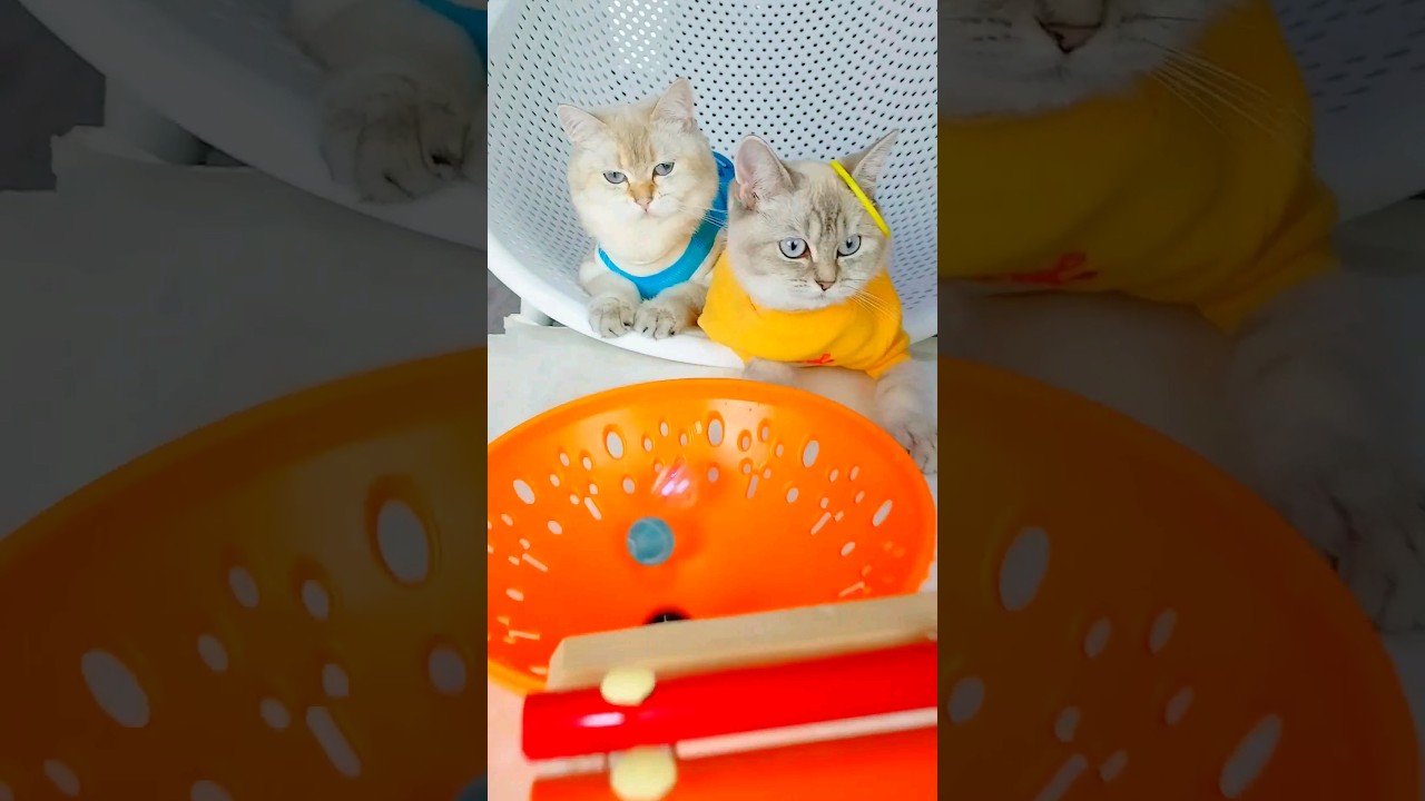 Cat's Unforgettable Reaction to Silver Ball Sounds #asmr #cat  #relaxing #reaction #funny